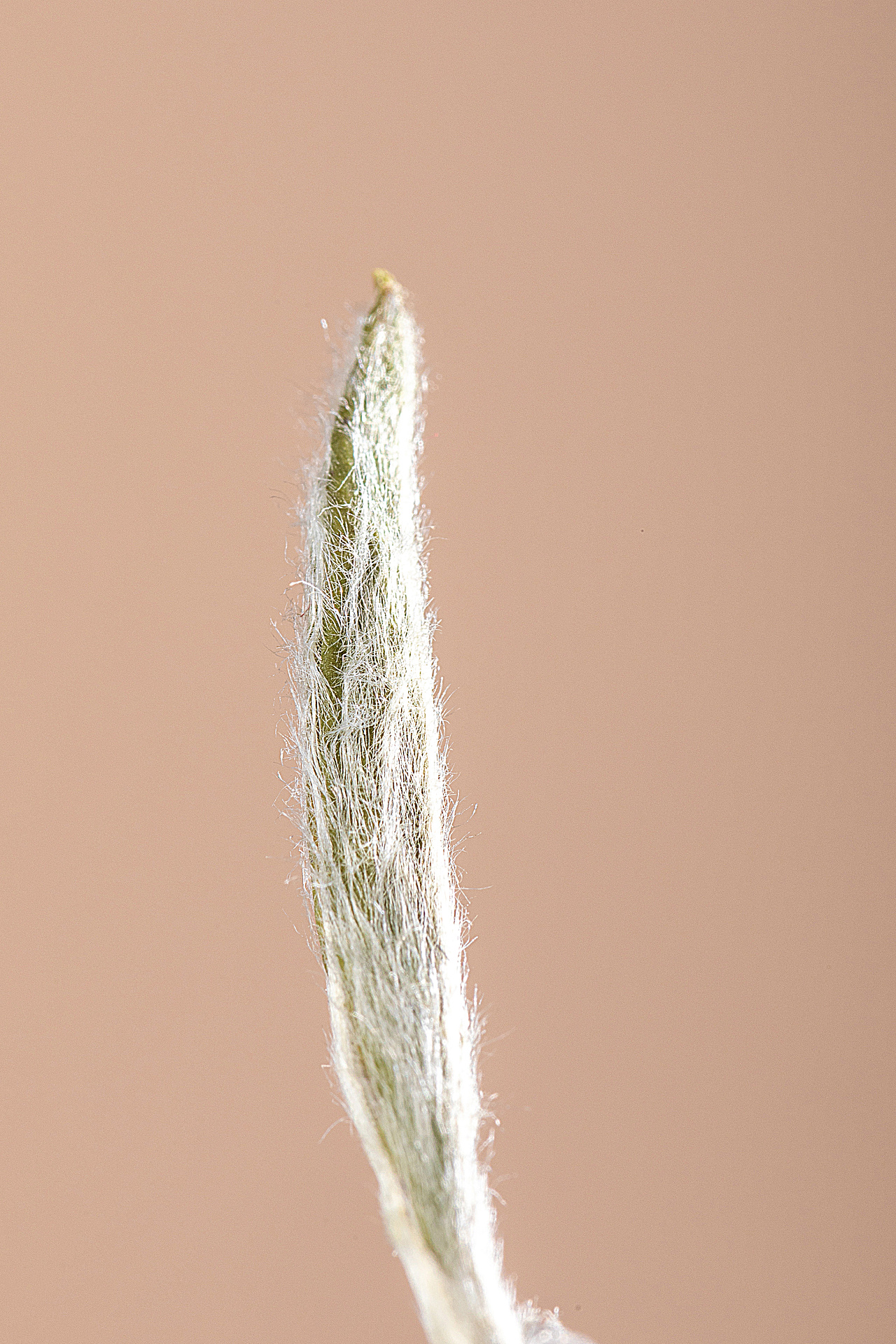 白毫银针一斤几个芽(白毫银针不是纯芽吗？为啥会有一个小叶片？)