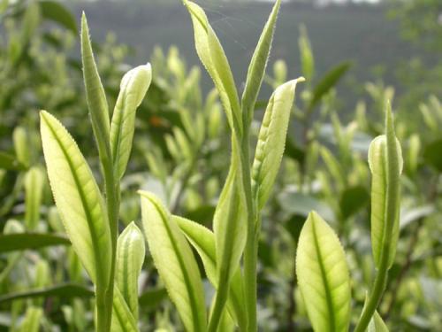 鹰潭白毫银针总部加盟(茶的分类以及茶的代表品种和产地)