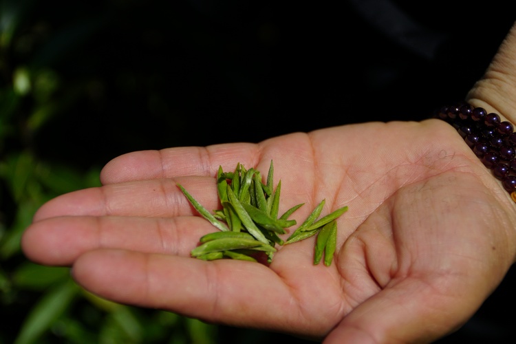 滇红茶芽(滇红金芽口感深度解析：香醇回甘，韵味悠长)