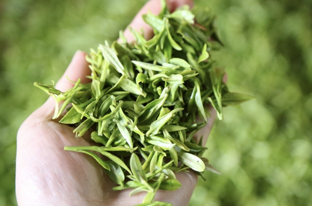信阳大山里藏什么茶好(一叶毛尖，一生信阳：香高气雅，色翠润泽，滋醇味厚，回甘生津)